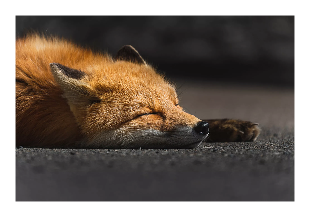 Tamron 50-400mm F/4.5-6.3 Di III VC VXD Lens Sony E Mount